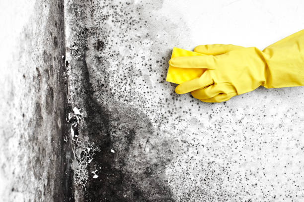 Best Mold Testing  in Roanoke, IL