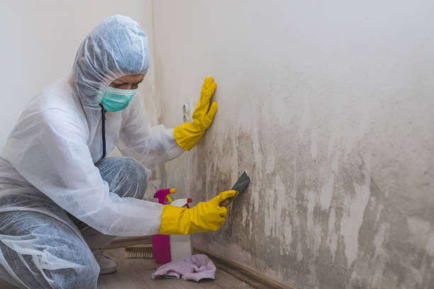 Best Home Mold Removal  in Roanoke, IL