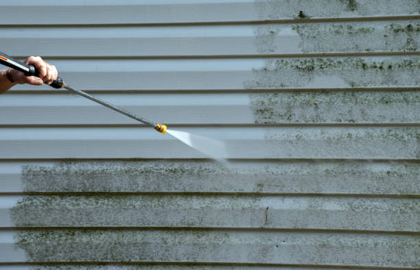 Professional Mold Removal in Roanoke, IL