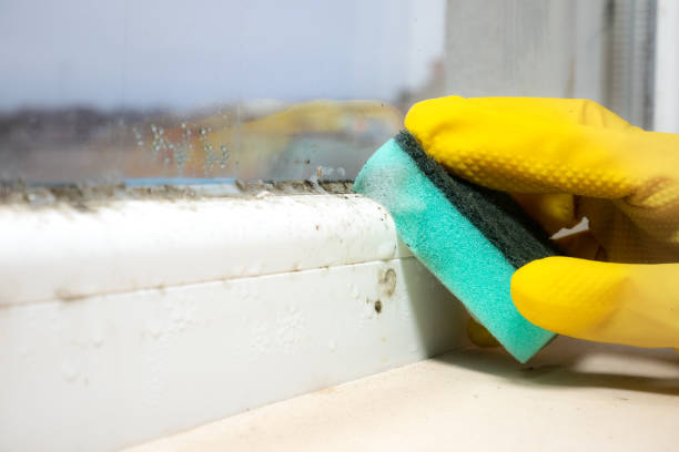 Best Professional Mold Removal  in Roanoke, IL