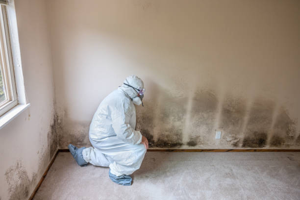 Office Mold Removal Services in Roanoke, IL