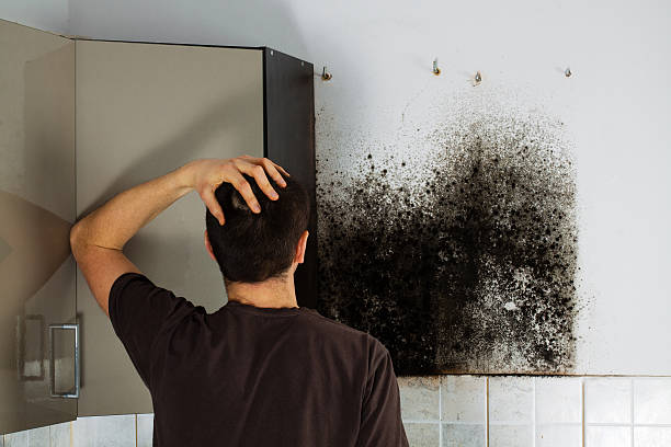 Best Affordable Mold Removal  in Roanoke, IL