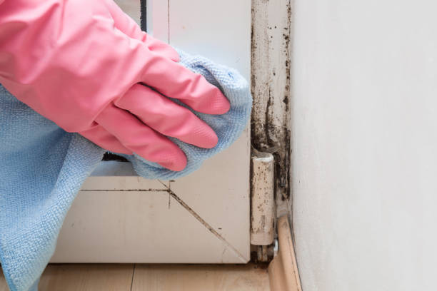 Best Mold Cleaning Services  in Roanoke, IL