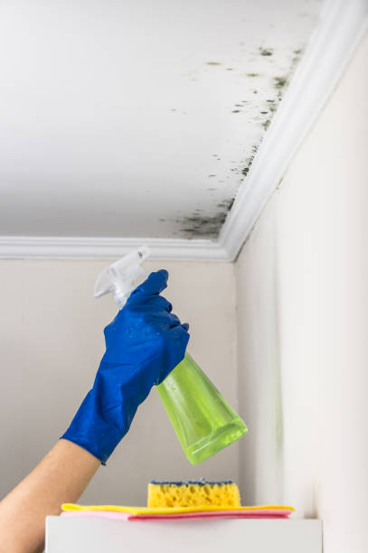 Best Emergency Mold Removal  in Roanoke, IL